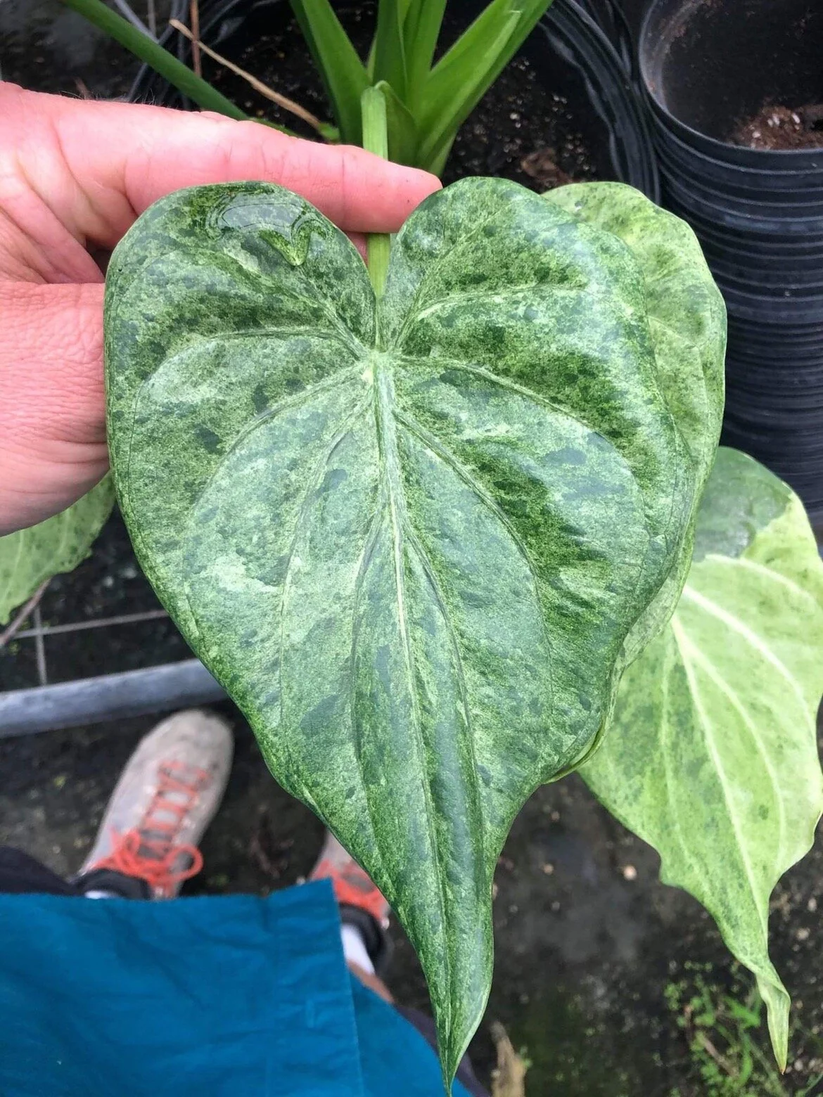 ALOCASIA CUCULLATA 'WHITE LACE' — Aroidpedia
